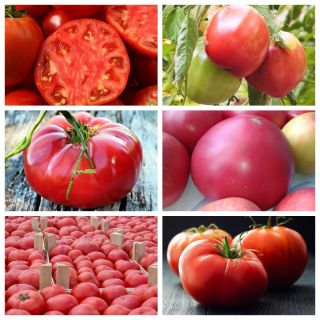 Tomate  - série 1 - série de graines de 6 variétés - 