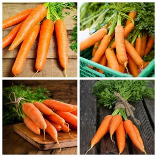 Zanahoria - conjunto de semillas de 4 variedades vegetales. - 