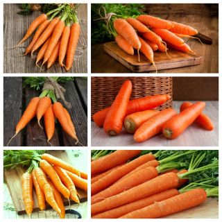 Zanahoria tardía - conjunto de semillas de 6 variedades de plantas vegetales - 