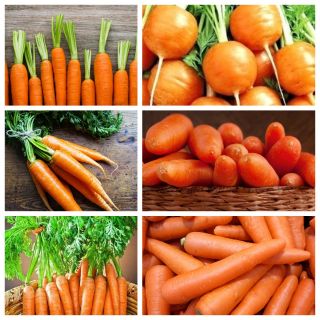 Zanahorias tempranas - semillas de 6 variedades de plantas vegetales - 