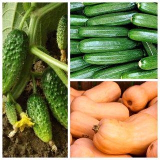 Pepino, courgette (abobrinha), squash - conjunto de sementes de 3 plantas vegetais - 