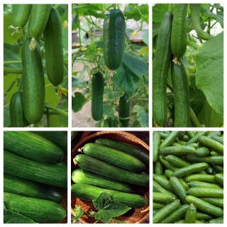 Uborka - termesztés borítással - 6 zöldségfajta-készlet -  - magok