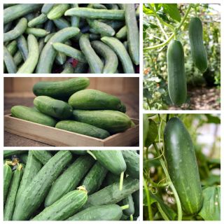 Salotos agurkai - 5 daržovių augalų veislių sėklų rinkinys -  - sėklos