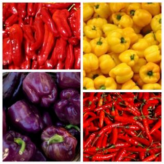 The most popular field pepper cultivars - set of seeds of 4 varieties