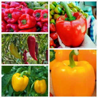 Peppers for tunnel cultures - set of  seeds of 5 vegetable plants' species