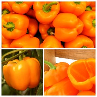 Oranje peper - zaden van 3 variëteiten van plantaardige planten - 
