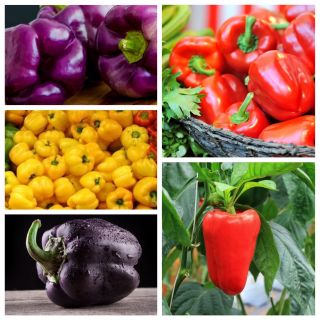 Sød peber - Sæt 1 - Frø af 5 vegetabilske planter 'sorter - 