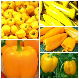 Yellow pepper - set of seeds of 5 vegetable plants' varieties