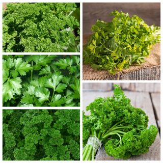 Leaf parsley - set 1 - seeds of 5 vegetable plant varieties