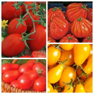 Pear tomato - set of 4 vegetable plants' varieties
