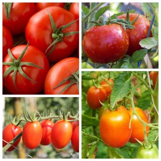 Dwarf tomato - set 1 - set of seeds of 4 vegetable plants' varieties