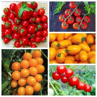 Cocktail tomato - set of seeds of 5 vegetable plants' varieties