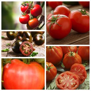 Tall tomato - Set 1 - seeds of 5 vegetable plant varieties