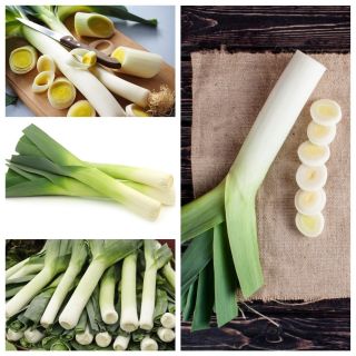冬ネギ 4野菜の品種の種 シーズ Garden Seeds Market 送料無料