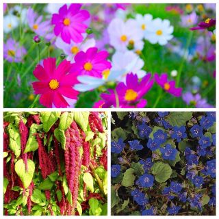 Kvetový mix - Rumba - SEED TAPE - Phacelia campanularia, Cosmos bipinnatus, Amaranthus caudatus - semená