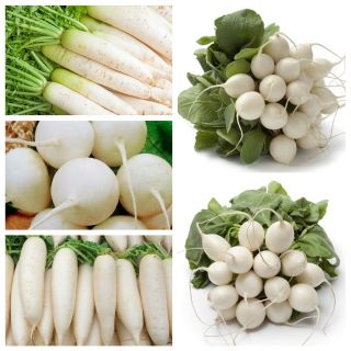 Bílá ředkev - semena 5 odrůd rostlinných rostlin - – Garden Seeds Market |  Doprava zdarma