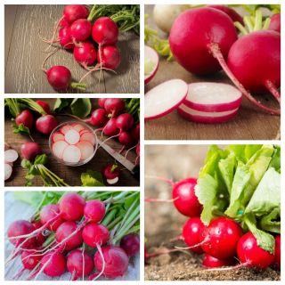 Red radish - seeds of 5 vegetable plants' varieties