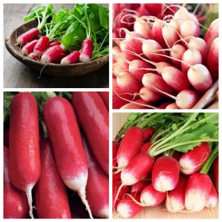 Elongated (French) radish - set of seeds of 4 vegetable plants' varieties
