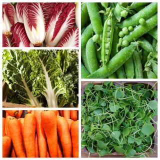Superfoods - vitamin bombs from your own garden - set 1 - seeds of 5 vegetable plant species