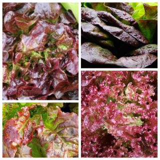 Red lettuce - seeds of 4 vegetable plants' varieties