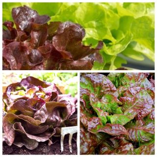 Raudonos žalios salotos - 3 daržovių augalų veislių sėklos - 
