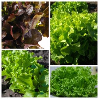 Eikebladet salat - sett med 4 vegetabilske planter 'varianter -  - frø
