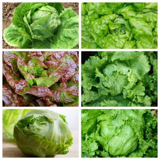 Iceberg lettuce - set of seeds of 6 different lettuce varieties