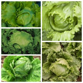 Iceberg lettuce - set of seeds of 5 different lettuce varieties