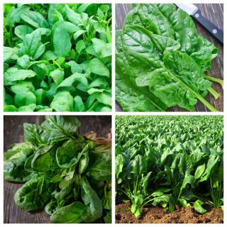 Spinat - frø av 4 vegetabilske planter 'varianter - 
