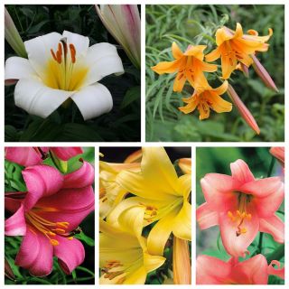 Trumpet lily - Uma seleção das mais belas variedades - 18 peças - 