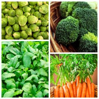 Légumes qui améliorent l'état de la peau - ensemble de graines de 4 espèces de plantes potagères - 