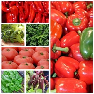 Vegetables supporting the healthy diet - set of seeds of 7 vegetable plants' species