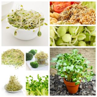 Sprouting seeds - XL 2 set - 8 pieces