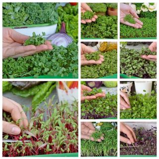 Microgreens - Vitaminbom - Hälsobärande - 10-bitars set med en växande behållare -  - frön