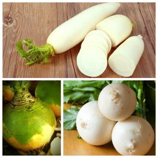 Turnip, radish, rutabaga (Swedish turnip) - set of seeds of 3 vegetable plant species
