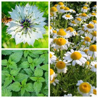 Rastliny upokojujúce alergické reakcie - súbor semien 3 druhov rastlín -  - semená