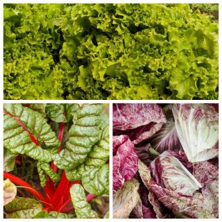 Lettuce, mangold, chicory - set of seeds of 3 vegetable plant species