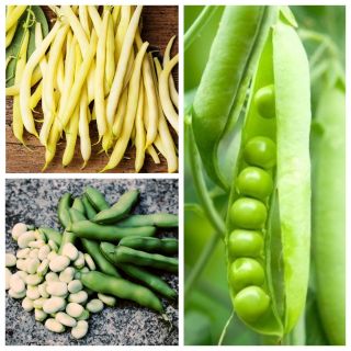 Kacang polong, kacang polong, biji - biji dari 3 jenis tanaman sayuran - 