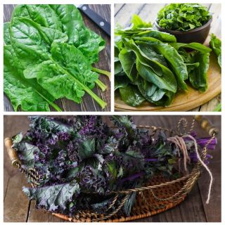 Sorrel (docka), kale, spenat - uppsättning frön av 3 vegetabiliska växtarter - 