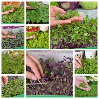 Mikro-yeşillikler - Uygun paket - salatalara mükemmel katkı - 10 parçalı set + yetiştirme kabı -  - tohumlar