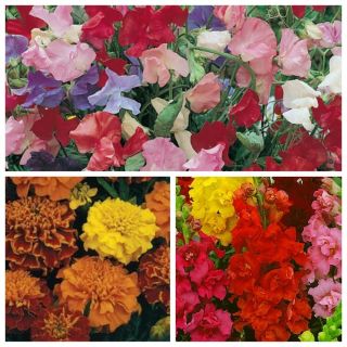 Mélange de fleurs (Lathyrus odoratus, Antirrhinum majus, Tagetes patula) - Fokstrot - RUBAN DE GRAINES