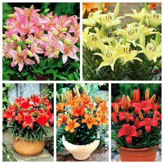 Dwarf lily – colourful pot set – 18 pcs