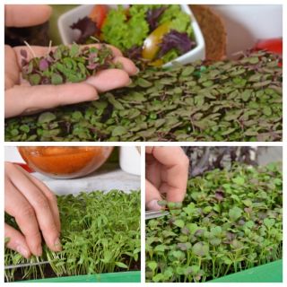 Microgreens - Orientale - gusto e aroma eccezionali, grande aggiunta ai piatti asiatici - Set da 3 pezzi con un contenitore in crescita -  - semi