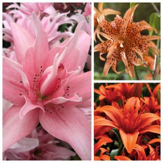 Double Asiatic lily – A set of the unusual varieties – 15 pcs