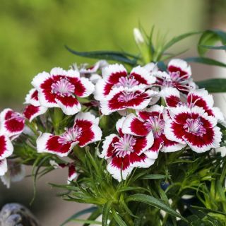 Sweet William Holborn Glory sēklas - Dianthus barbatus - 450 sēklas
