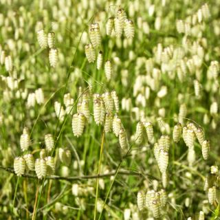 更大的Quaking草种子 -  Briza maxima  -  500种子 - 種子