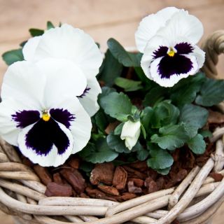 Пенси Силвербриде семена - Виола к виттроцкиана - 400 семена - Viola x wittrockiana 