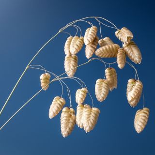 Isoräpelö - 500 siemenet - Briza maxima
