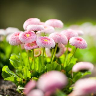 Tusenfryd - rosa - 600 frø - Bellis perennis