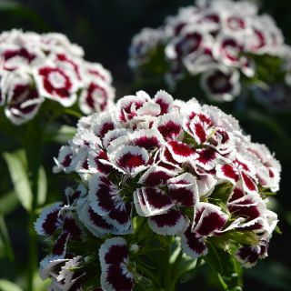 Sweet William Holborn Glory sēklas - Dianthus barbatus - 450 sēklas